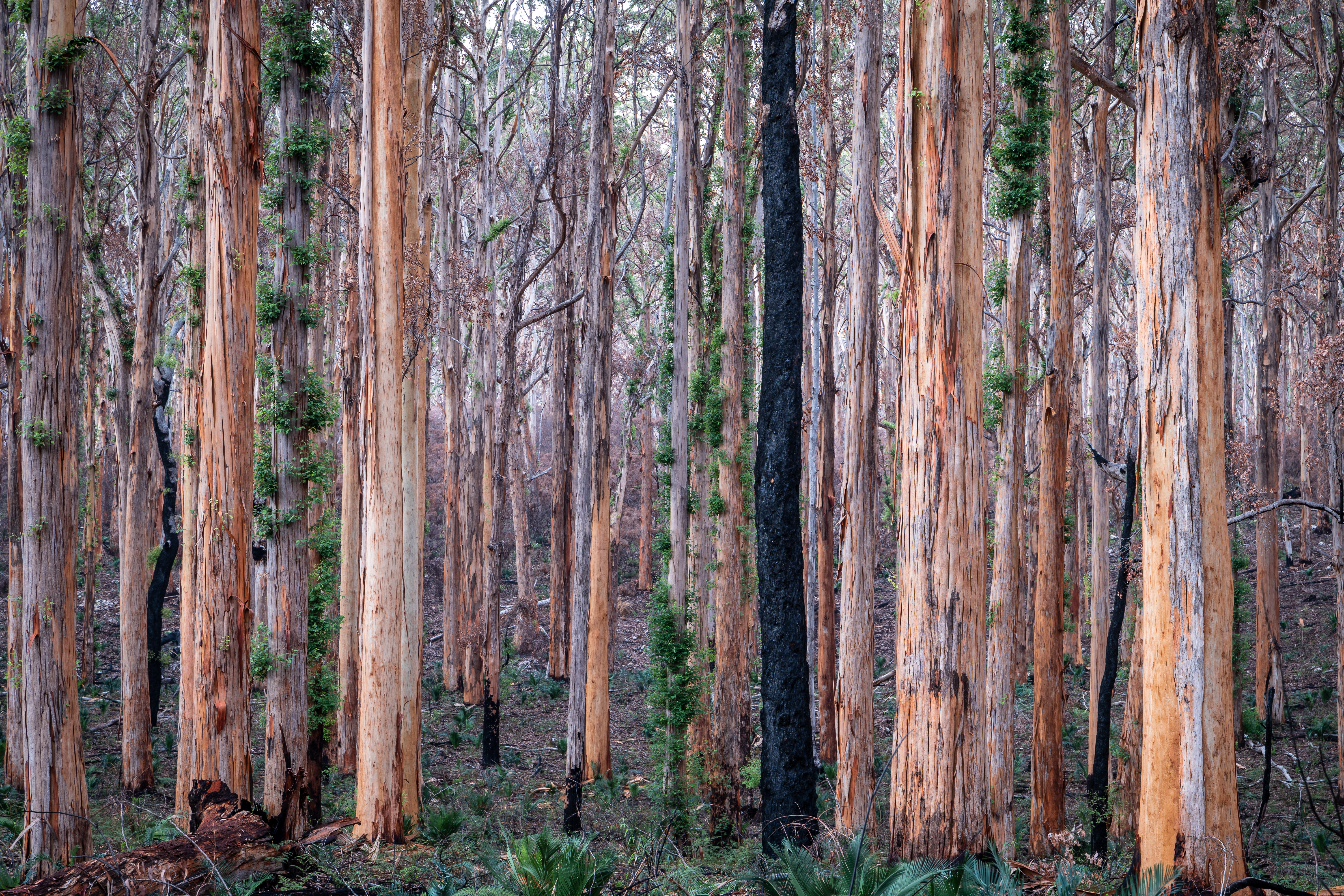 South West forest road